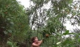 地里的大白瓜怎么吃,地头大白瓜的多样食法探索