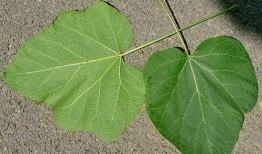 吃瓜叶虫害,揭秘吃瓜叶虫害的防治之道