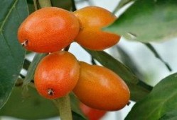 吃瓜西双版纳化妆,一场别开生面的化妆盛宴