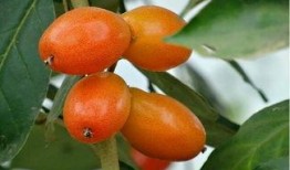 吃瓜西双版纳化妆,一场别开生面的化妆盛宴