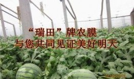 临淄塑化厂吃瓜