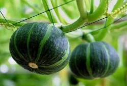 最近kpop吃瓜,揭秘近期热门吃瓜事件