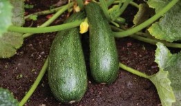 秋季吃三瓜,南瓜、冬瓜、西瓜的秋季食补之道