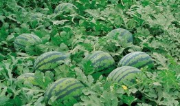 会吃瓜的会长,揭秘娱乐圈背后的秘密与真相