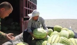 香山砂瓜怎么吃,夏日消暑美食的多样吃法探索