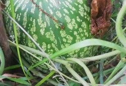 狗屎瓜不能随便吃