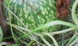 狗屎瓜不能随便吃