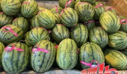 吃大瓜视频全集,揭秘娱乐圈幕后真相，全集大揭秘