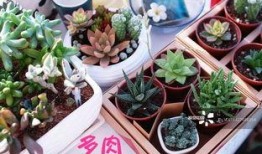 小晨晨吃瓜,小晨晨的瓜田奇遇记