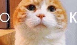 手机表情吃瓜什么意思,揭秘网络热词背后的趣味与内涵