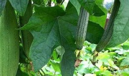 水瓜吃有什么效果,润肠通便，美容养颜的秘密武器