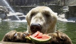 北极熊吃瓜,探索北极熊吃瓜的奇妙世界