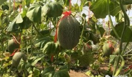 一起采瓜吃瓜,一起采瓜吃瓜的欢乐时光