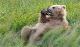 吃瓜抖腿熊,揭秘网络红人的崛起之路