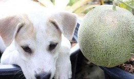 土瓜狗狗可以吃吗