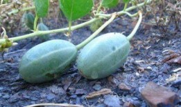 吊瓜树的瓜可以吃吗,天然美食的惊喜发现