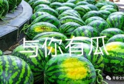 吃瓜各大学,吃瓜群众揭秘各大学新鲜事