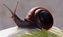 蜗牛吃瓜短文,蜗牛的瓜田奇遇记