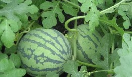 吃瓜肖静雯,揭秘娱乐圈背后的故事