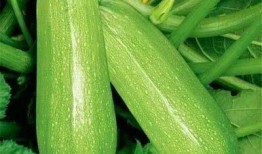 寿山吃瓜,探寻福建寿山特色美食之旅