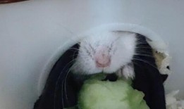 小仓鼠吃瓜视频,萌态可掬吃瓜瞬间