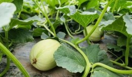 吃小瓜网红,揭秘美食背后的故事与魅力