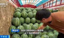 吃瓜交易市场,瓜界风云录