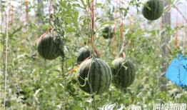 汾阳最新瓜吃瓜视频,最新瓜吃瓜视频大揭秘