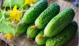 西域进贡的吃瓜,瓜果飘香，丝路美食之旅