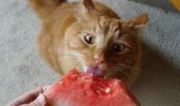 猫猫夏天吃瓜
