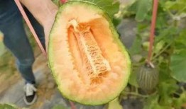 吃瓜只吃哈密瓜是啥意思,揭秘“吃瓜只吃哈密瓜”的流行现象