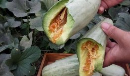 大肚瓜怎么吃,解锁美味新境界