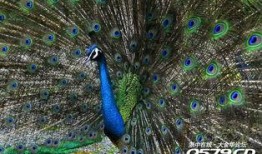 孔雀吃两瓜,两瓜盛宴的诱惑之旅