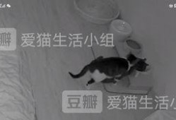 吃瓜惊呆猫咪,萌态百出，网友直呼可爱爆表！