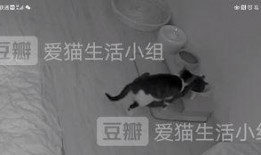 吃瓜惊呆猫咪,萌态百出，网友直呼可爱爆表！