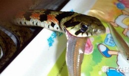 鸡吃瓜蛇,自然界的和谐共处