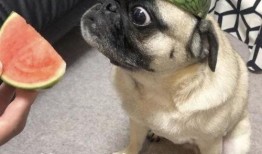 吃瓜夸张表情包,吃瓜表情包的狂欢盛宴