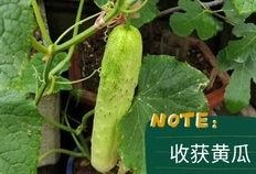 梦见收瓜吃土瓜