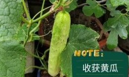 梦见收瓜吃土瓜