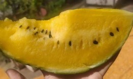 吃的黄瓤瓜,探寻美味与营养的完美融合