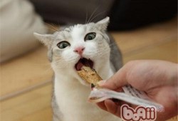 猫猫吃角瓜,猫猫的角瓜美食之旅