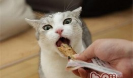 猫猫吃角瓜,猫猫的角瓜美食之旅