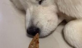 吃瓜小熊小狗,吃瓜小熊与小狗的欢乐日常