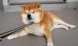 柴犬吃瓜视频推荐,萌态十足，带你领略狗狗的欢乐时光