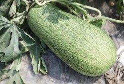 什么叫吃瓜的瓜