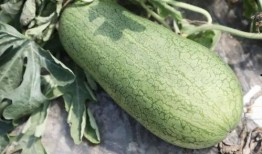 什么叫吃瓜的瓜