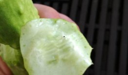 白玉瓜怎么晒干吃的,传统美味新体验