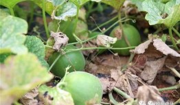 鸡吃梨瓜吗,探寻动物食性奥秘