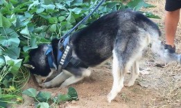 土瓜狗狗可以吃吗