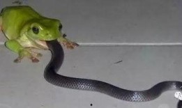 鸡吃瓜蛇,自然界的和谐共处